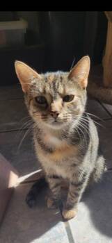 Rescue Domestic Short Hair Cats for Adoption in Owensboro, Kentucky - FLOWER! | PetCurious