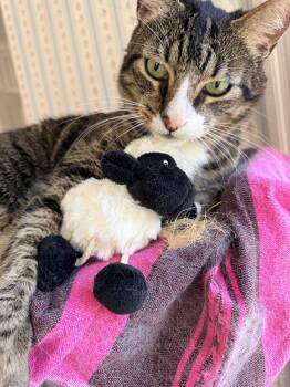 Rescue Domestic Short Hair Cats for Adoption in Melrose, Massachusetts - Pedro | PetCurious