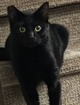 Rescue Domestic Short Hair Cats for Adoption in Troutdale, Oregon - Benjamin | PetCurious