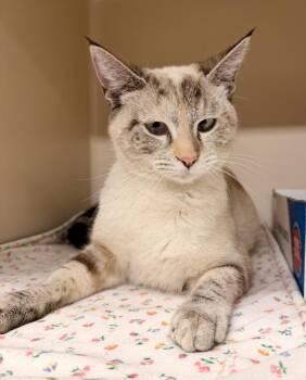 Domestic Short Hair Cats Available for Adoption in Topeka, Kansas - Celeste | PetCurious