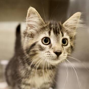 Mercedes -  Domestic Short Hair Cat for Adoption in Briarcliff Manor, New York - Mercedes | PetCurious