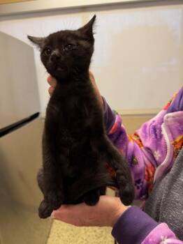 Domestic Short Hair Cats Available for Adoption - DALE | PetCurious