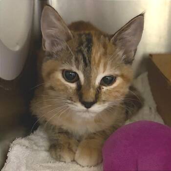 Moxie -  Domestic Short Hair Cat for Adoption in Nashville, Tennessee - Moxie | PetCurious