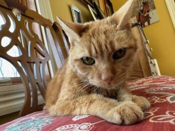 Domestic Short Hair Cats Available for Adoption - Trudy | PetCurious