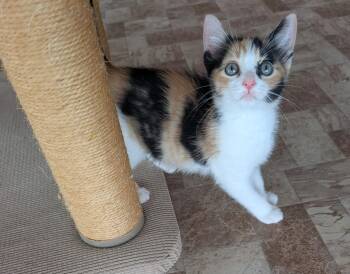 JAZZIE -  Calico Cat for Adoption in Elgin, South Carolina - JAZZIE | PetCurious