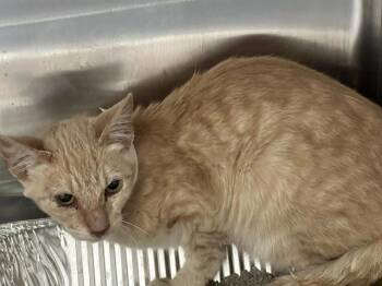 Domestic Short Hair Cats Available for Adoption in Tustin, California - PHILLY | PetCurious