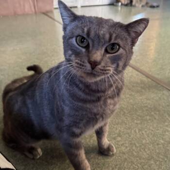 Rescue Egyptian Mau and American Shorthair Cats for Adoption in Mount Vernon, Illinois - Miss Piggy | PetCurious