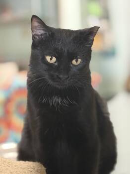 Domestic Short Hair Cats Available for Adoption in Dublin, Ohio - Mitty Kitty | PetCurious