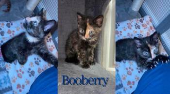 Booberry -  Domestic Short Hair Cat for Adoption in Cosby, Tennessee - Booberry | PetCurious