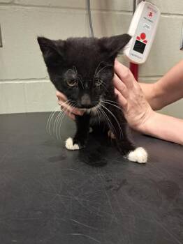 PLUTO -  Domestic Short Hair Cat for Adoption in Minneapolis, Minnesota - PLUTO | PetCurious