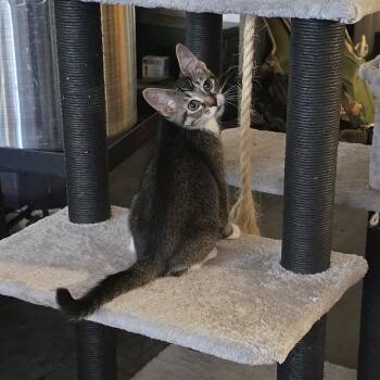 Tails -  Domestic Short Hair Cat for Adoption in Aberdeen, North Carolina - Tails | PetCurious