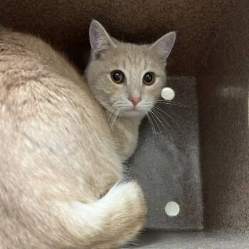 Rescue Domestic Short Hair Cats for Adoption in Lyndhurst, Virginia - SVAS-Stray-37863 | PetCurious