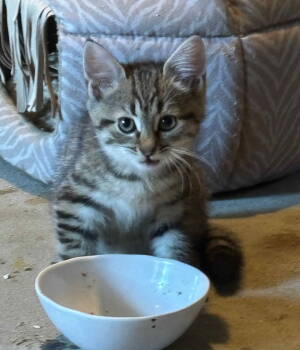 Rescue Domestic Short Hair Cats for Adoption in Camden, South Carolina - Ricotta (Available For Pre-adoption) | PetCurious