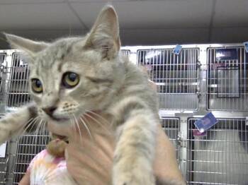 A185967 -  Domestic Short Hair Cat for Adoption in Pasadena, Texas - A185967 | PetCurious