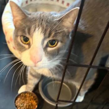Connor (EXTRA large) -  Domestic Short Hair Cat for Adoption in Huntington, New York - Connor (EXTRA Large) | PetCurious