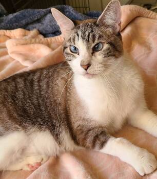 Rescue Siamese Cats for Adoption in Austin, Texas - Adam M. | PetCurious