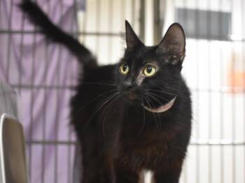 Henrietta -  Domestic Medium Hair Cat for Adoption in Portland, Oregon - Henrietta | PetCurious