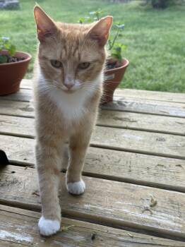 Tabby Cats Available for Adoption in Richmond, Virginia - Julius | PetCurious