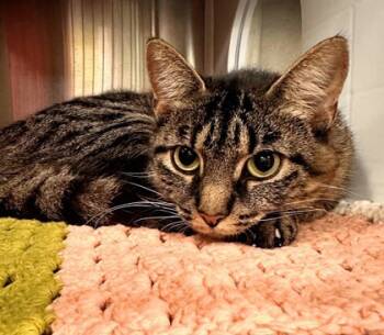 Rescue Domestic Short Hair Cats for Adoption in Twinsburg, Ohio - Diva | PetCurious