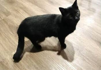 Rescue Domestic Short Hair Cats for Adoption in Colcord, Oklahoma - Max | PetCurious