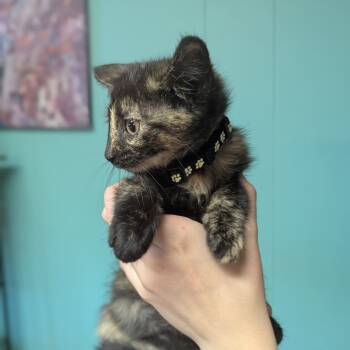 Rescue Domestic Short Hair Cats for Adoption in Johnstown, Pennsylvania - Nymphadora | PetCurious