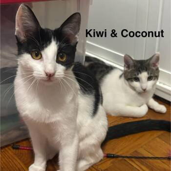 Rescue Domestic Short Hair Cats for Adoption in Redwood City, California - Kiwi & Coconut (bonded Pair) | PetCurious