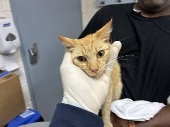MERIDA -  Domestic Short Hair Cat for Adoption in Salinas, California - MERIDA | PetCurious