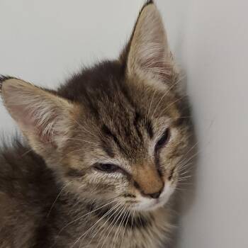 Gemini -  Domestic Short Hair Cat for Adoption in Phoenix, Arizona - Gemini | PetCurious
