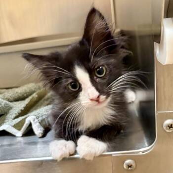 Marshall -  Domestic Short Hair Cat for Adoption in Walnut Creek, California - Marshall | PetCurious