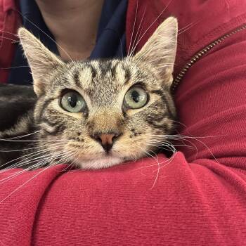 Rescue Domestic Short Hair Cats for Adoption in Laguna Niguel, California - Neville Longbottom | PetCurious