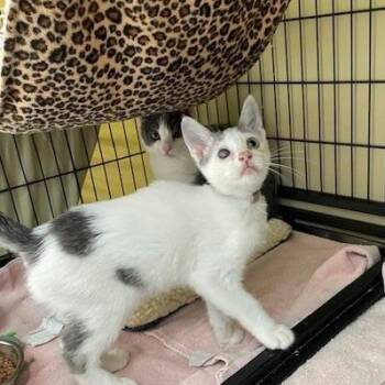 Coca Cola -  Domestic Short Hair Cat for Adoption in Long Beach, California - Coca Cola | PetCurious