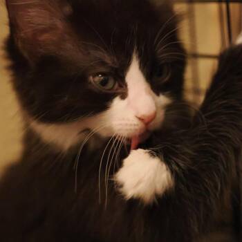 Lisa Frank (90s Nostalgia) -  Domestic Medium Hair Cat for Adoption in Charlotte, North Carolina - Lisa Frank (90s Nostalgia) | PetCurious
