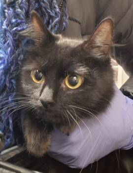 Rescue Domestic Short Hair Cats for Adoption in Raleigh, North Carolina - Amarantha | PetCurious