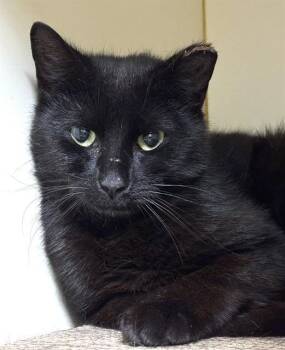 LICORICE -  Domestic Short Hair Cat for Adoption in Boston, Massachusetts - LICORICE | PetCurious