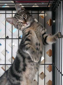 Domestic Short Hair Cats Available for Adoption - Ziggy | PetCurious