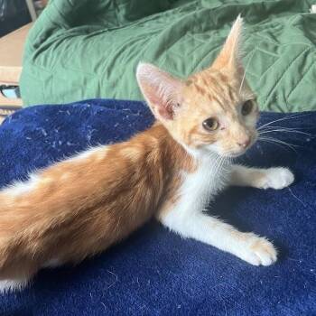 Erling -  Domestic Short Hair Cat for Adoption in Lyndhurst, Virginia - Erling | PetCurious