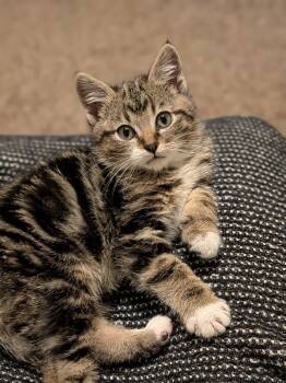 Rescue Domestic Short Hair Cats for Adoption in Fort Collins, Colorado - Trill | PetCurious