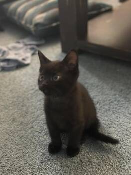 Rescue Domestic Short Hair Cats for Adoption - Zodie | PetCurious