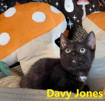 Davy Jones -  Domestic Short Hair Cat for Adoption in Seven Valleys, Pennsylvania - Davy Jones | PetCurious