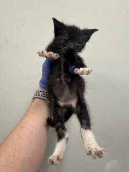 Domestic Short Hair Cats Available for Adoption in Doral, Florida - LIAM | PetCurious