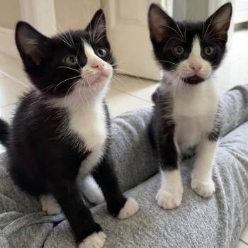 Astra and Estella -  Tuxedo Cat for Adoption in Coral Gables, Florida - Astra And Estella | PetCurious