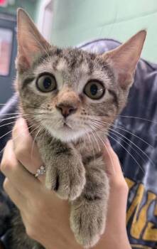 tamala -  Domestic Short Hair Cat for Adoption in Waverly, Tennessee - Tamala | PetCurious