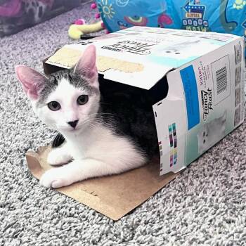 Pepperoni -  Domestic Short Hair Cat for Adoption in Morristown, Vermont - Pepperoni | PetCurious