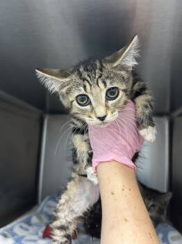 Rescue Domestic Short Hair Cats for Adoption in Evansville, Indiana - Nala | PetCurious