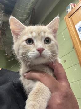 Domestic Short Hair Cats Available for Adoption in Indianapolis, Indiana - MACARONI | PetCurious