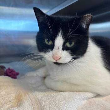 Domestic Short Hair Cats Available for Adoption - Natty | PetCurious