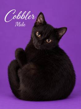 COBBLER LOCATED AT PETSMART NORTHWEST RENO MAE ANNE -  Bombay Cat for Adoption in Reno, Nevada - COBBLER LOCATED AT PETSMART NORTHWEST RENO MAE ANNE | PetCurious