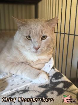 Rescue Domestic Short Hair Cats for Adoption in Douglasville, Georgia - Chief Thundercloud | PetCurious