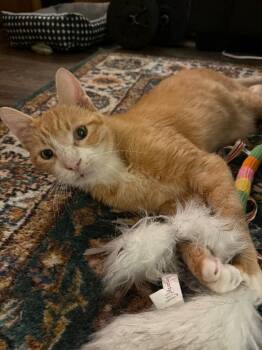 Domestic Short Hair Cats Available for Adoption in Minneapolis, Minnesota - Clawed | PetCurious