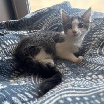 Tik -  Domestic Medium Hair Cat for Adoption in Brea, California - Tik | PetCurious